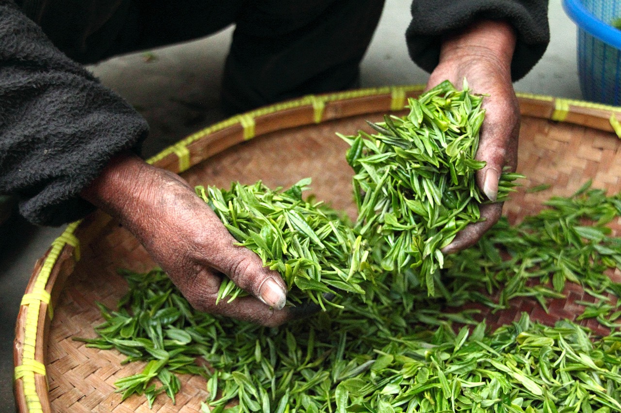 口臭に良いお茶はどれが効果的ですか？