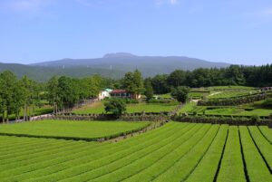 緑茶で口臭対策に効果的な飲み方は？