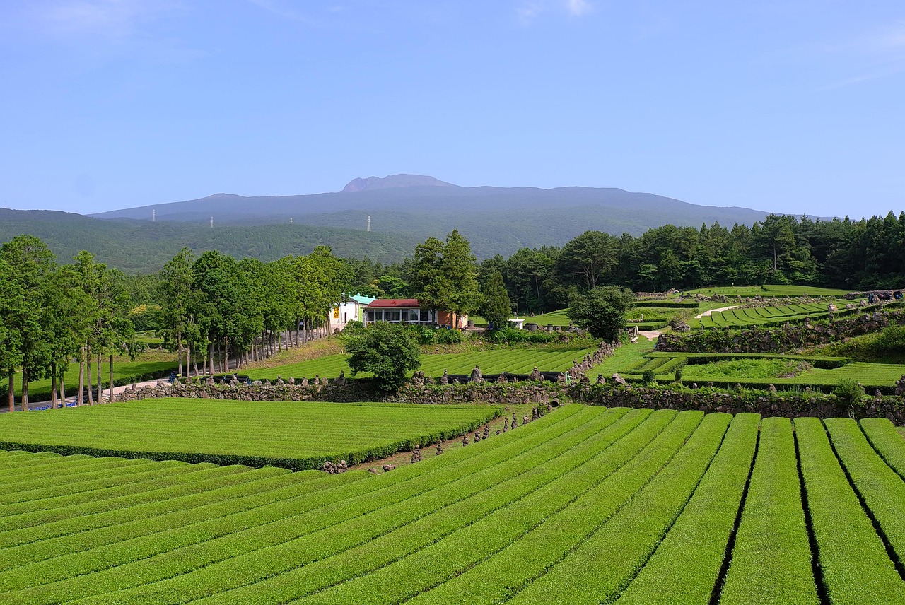 緑茶で口臭対策に効果的な飲み方は？