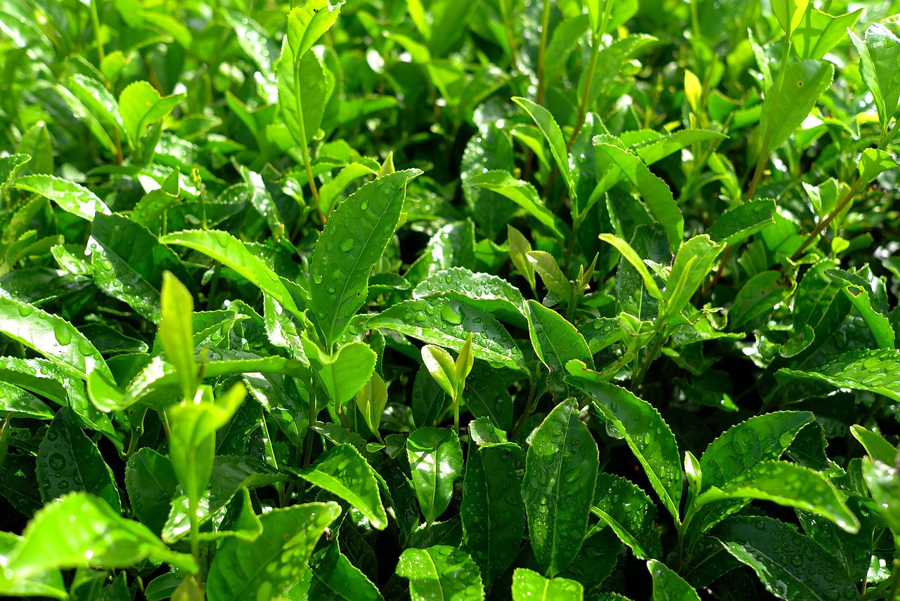 緑茶は口臭を改善する効果があるのか？